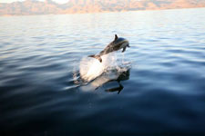 Mexico-Baja-Baja Sea Kayaking Expeditions